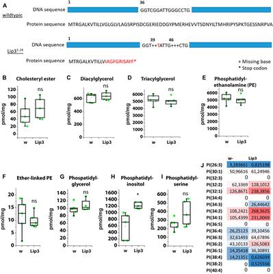 Drosophila Lipase 3 Mediates the Metabolic Response to Starvation and Aging